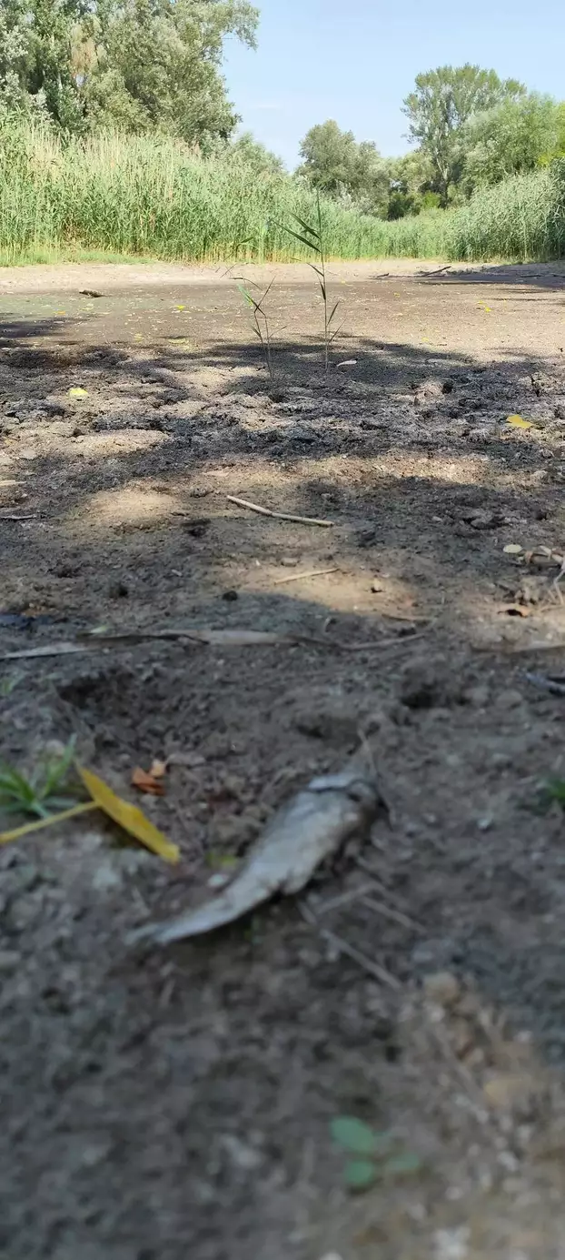 A madari tó is az extrém hőség és csapadékhiány áldozata – KÉPEKKEL