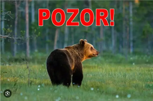 medve Mosóc