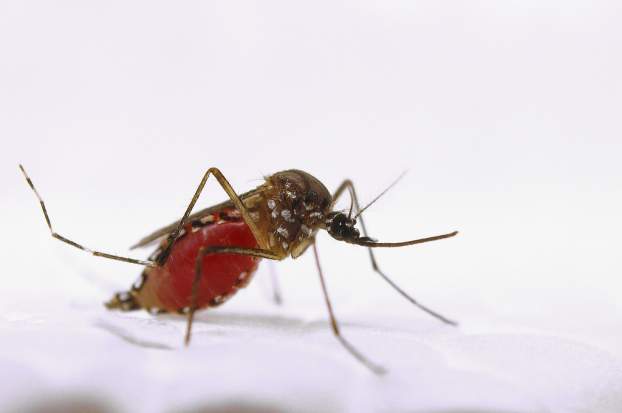 Aedes aegypti - szúnyog