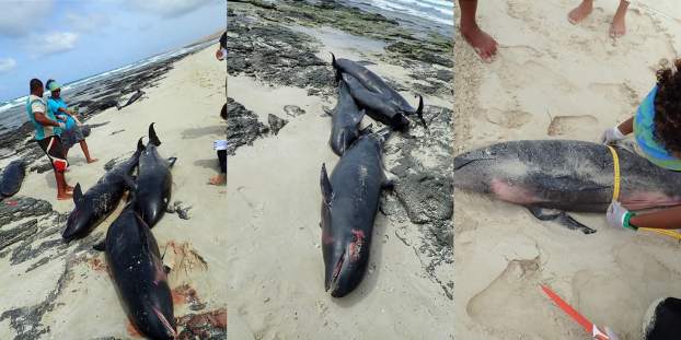 delfinpusztulás Boa Vista
