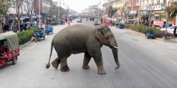 elefant-az-utcan.jpg