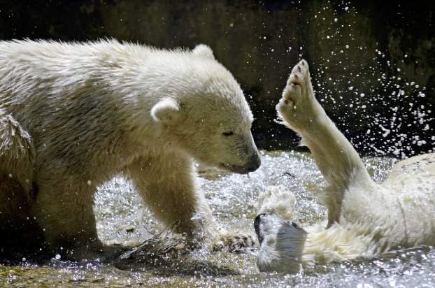 jegesmedve bocsok