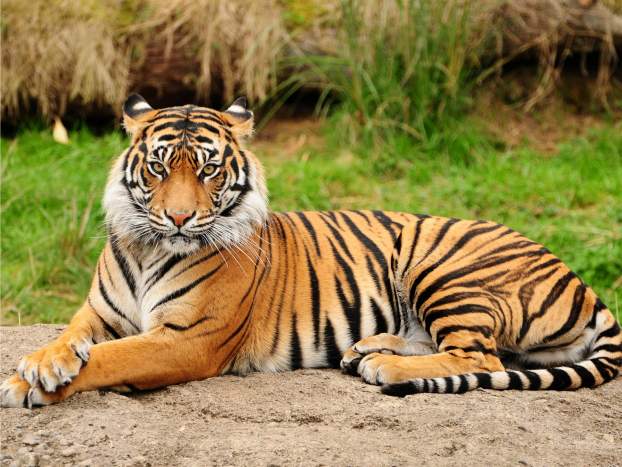 tigris-zsolna.jpg
