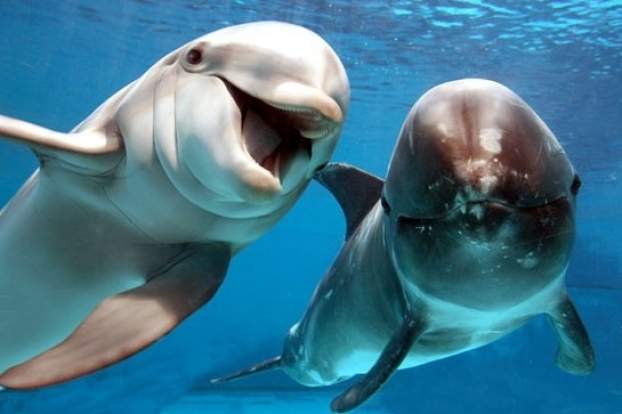 201109041157590.delfin.jpg