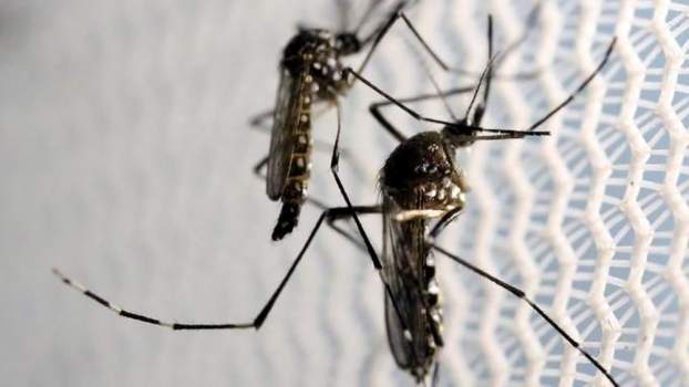 201606091650040.ZIKA.jpg