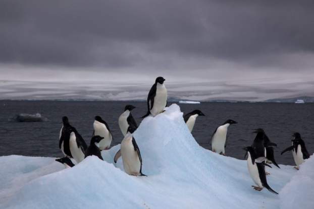 201706151252300.Adelie_Penguins.jpg