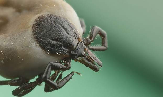 201706291419050.Ixodes_ricinus.jpg