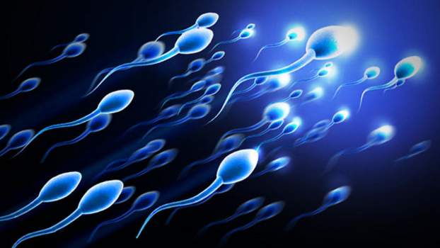 201707261653550.sperm0001.jpg