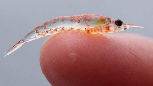 201803101247480.KRILL_1-2.jpg