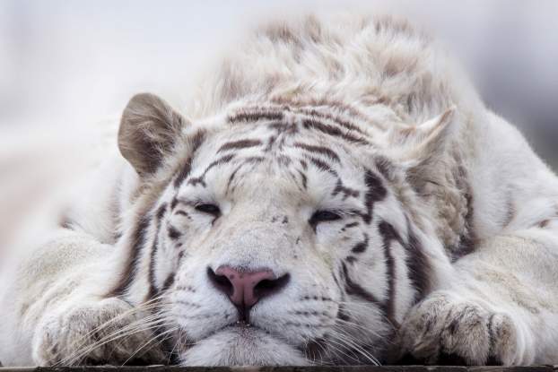 alvó tigris