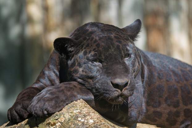 fekete leopárd