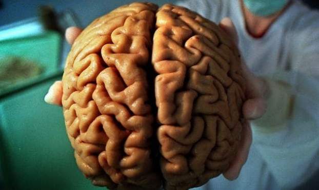 emberi agy