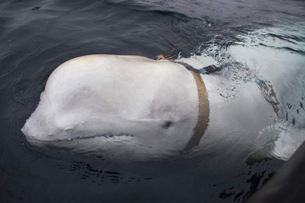 beluga Norvégia partjainál