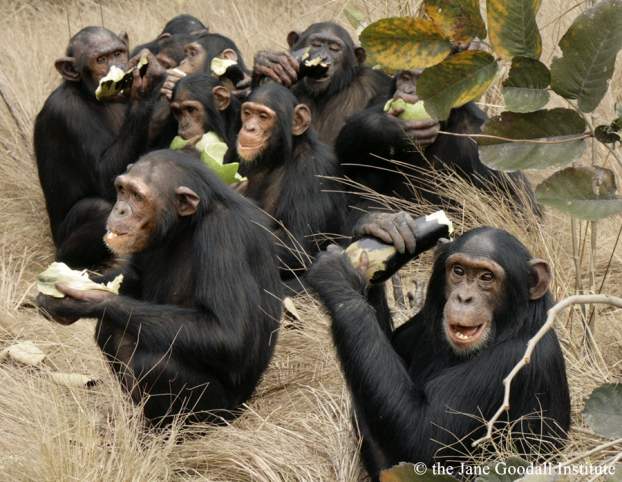 csimpánzok