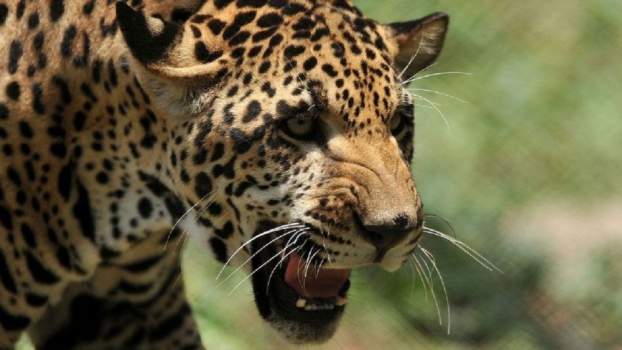 jaguár, jaguártámadás