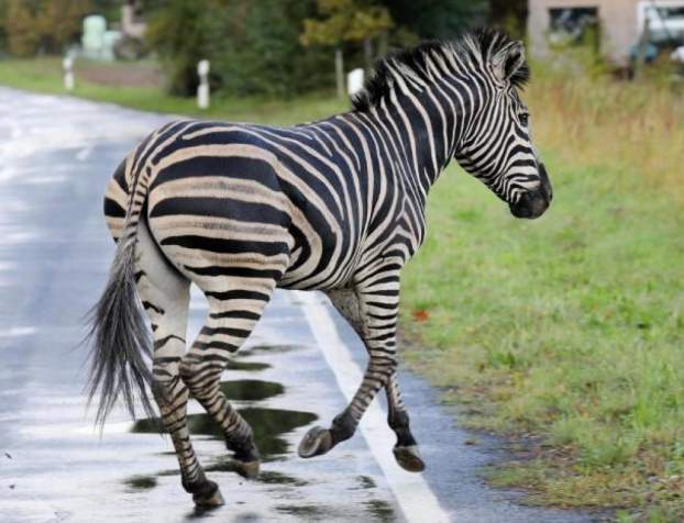 pumba-zebra-cirkusz.jpg