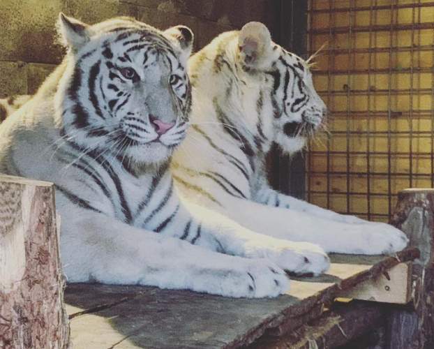 bengáli tigrisek, Malkia Park, Dióspatony