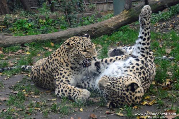 leopardok-foto-bagosi-zoltan.jpg