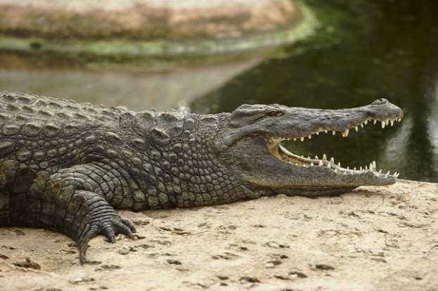 phuket-krokodil.jpg