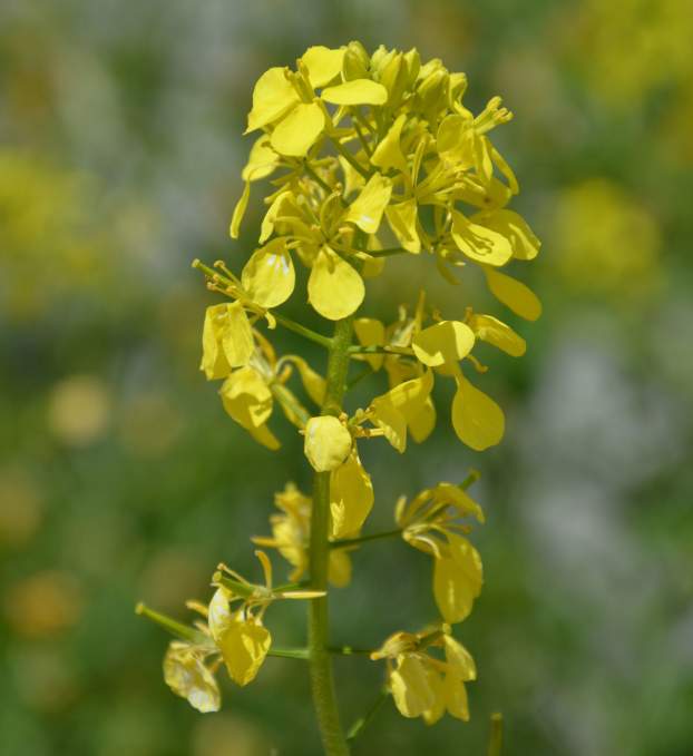 A fekete mustár (Brassica nigra) kicsi, négyszirmú virágai jól mutatják, hogy a keresztesvirágúak családjába tartozik