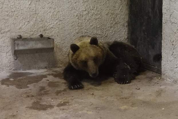 kóbor medve a Szegedi Vadasparkban