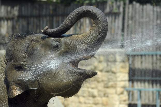 állatkert - elefánt Budapest