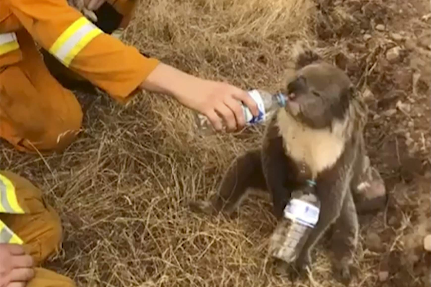 erdőtűz, Ausztrália, koala