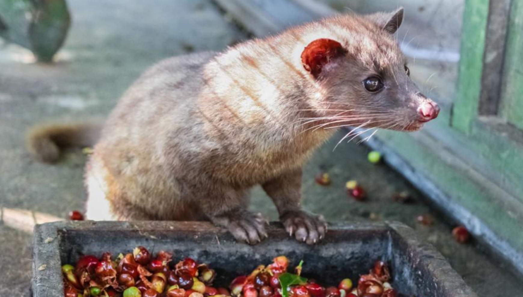 Kopi Luwak