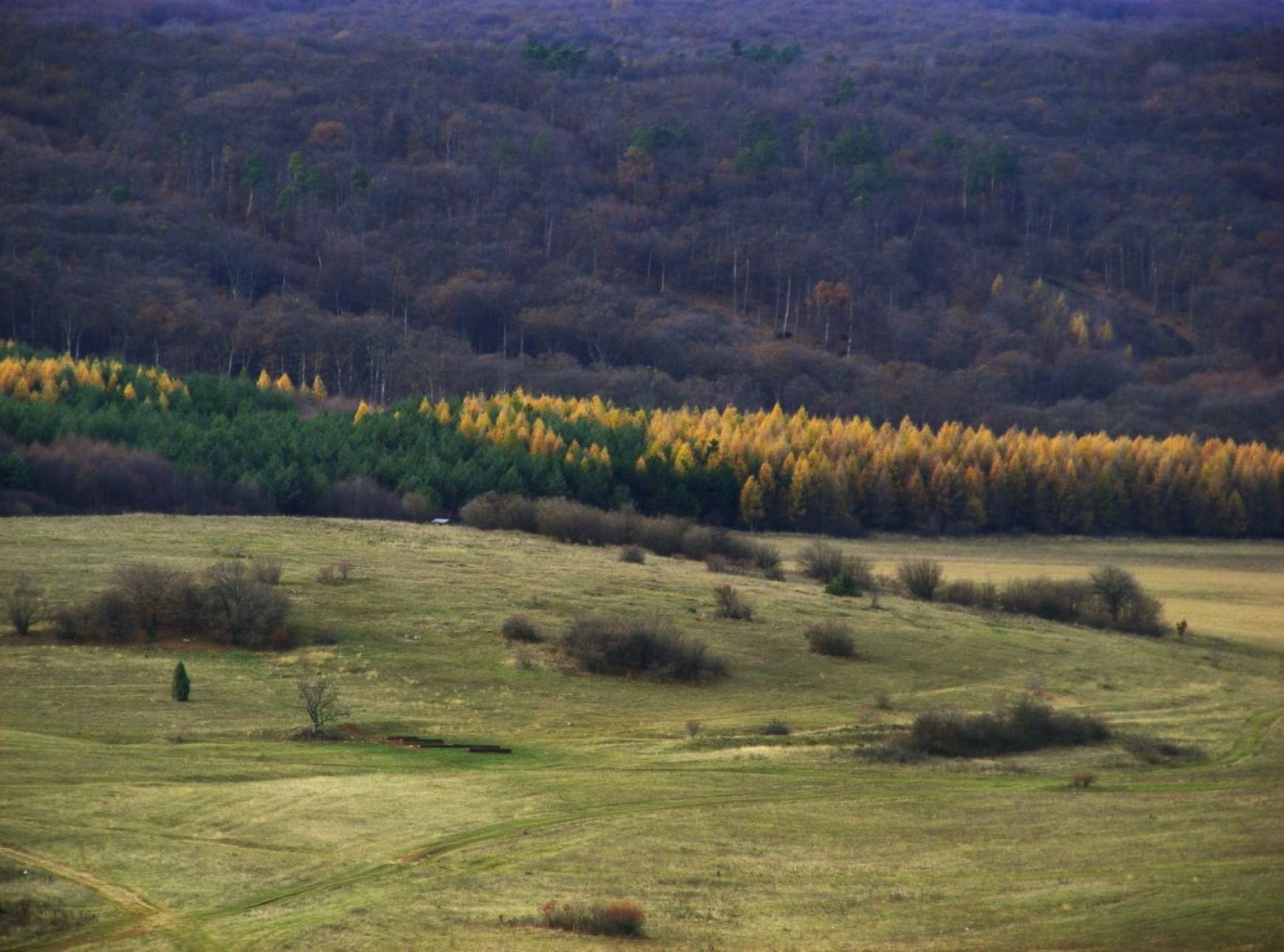 Debrőd