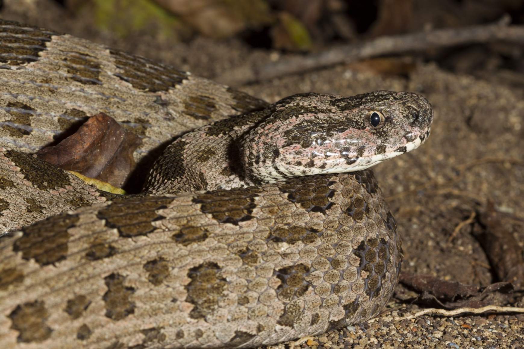 Russels vipera