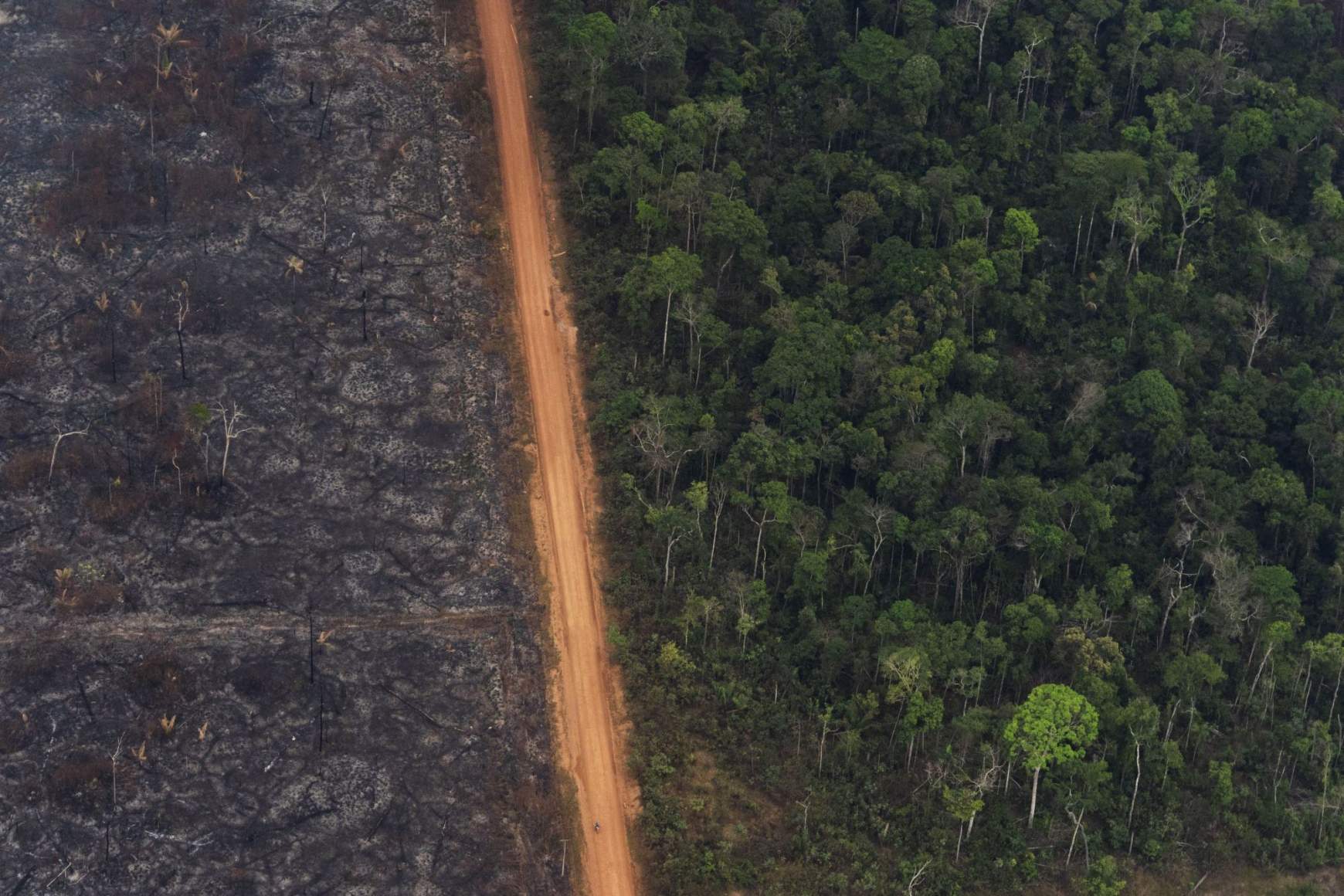 őserdő Brazília