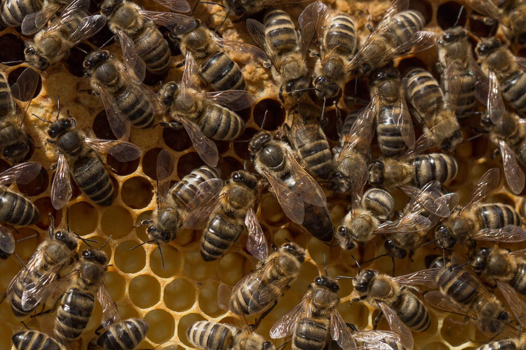 méhkirálynő