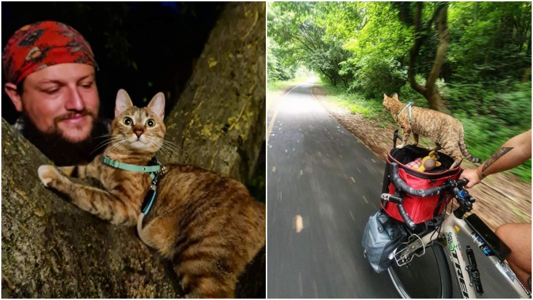 Nala cica és ír gazdija
