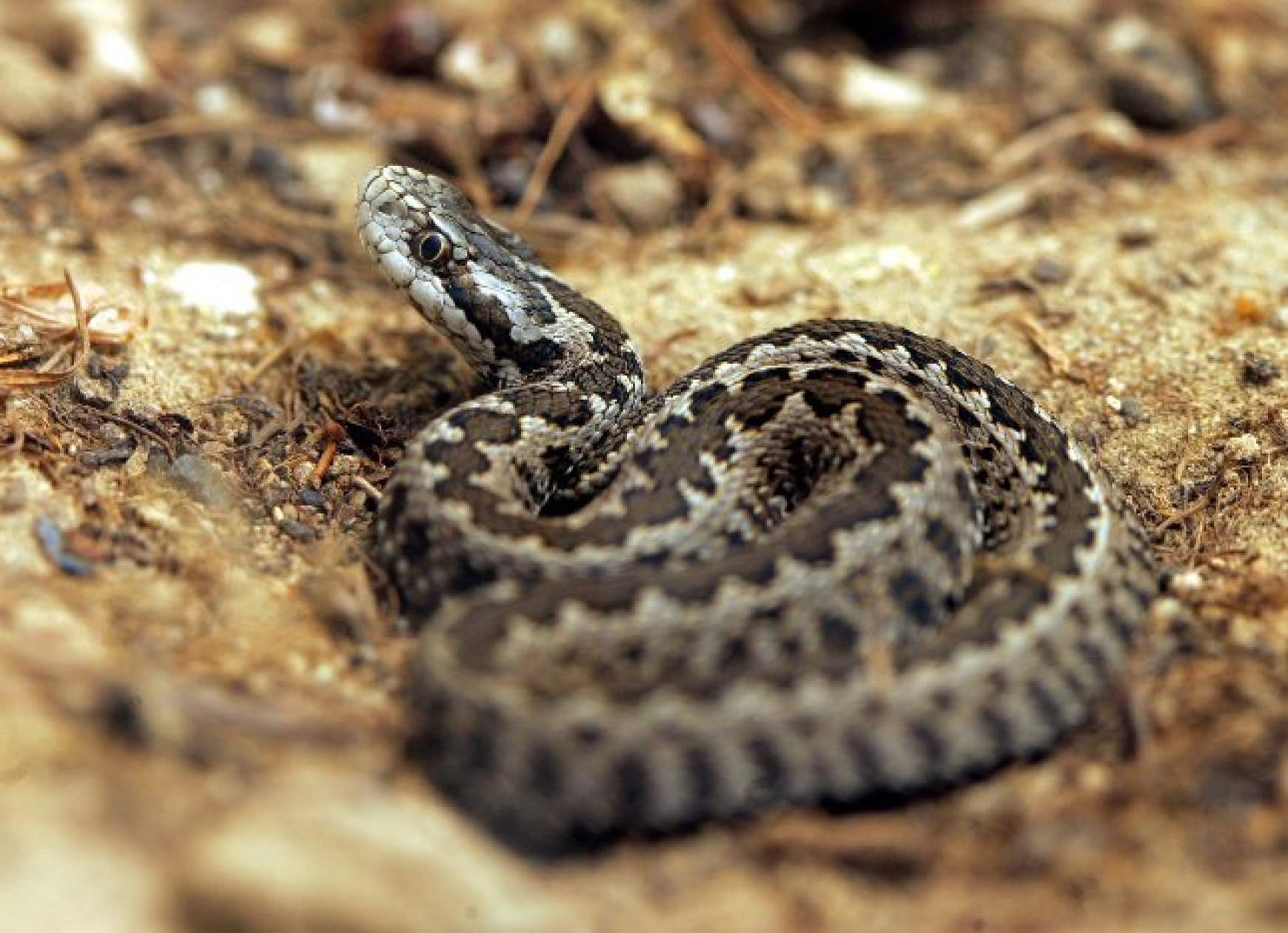 Rákosi vipera
