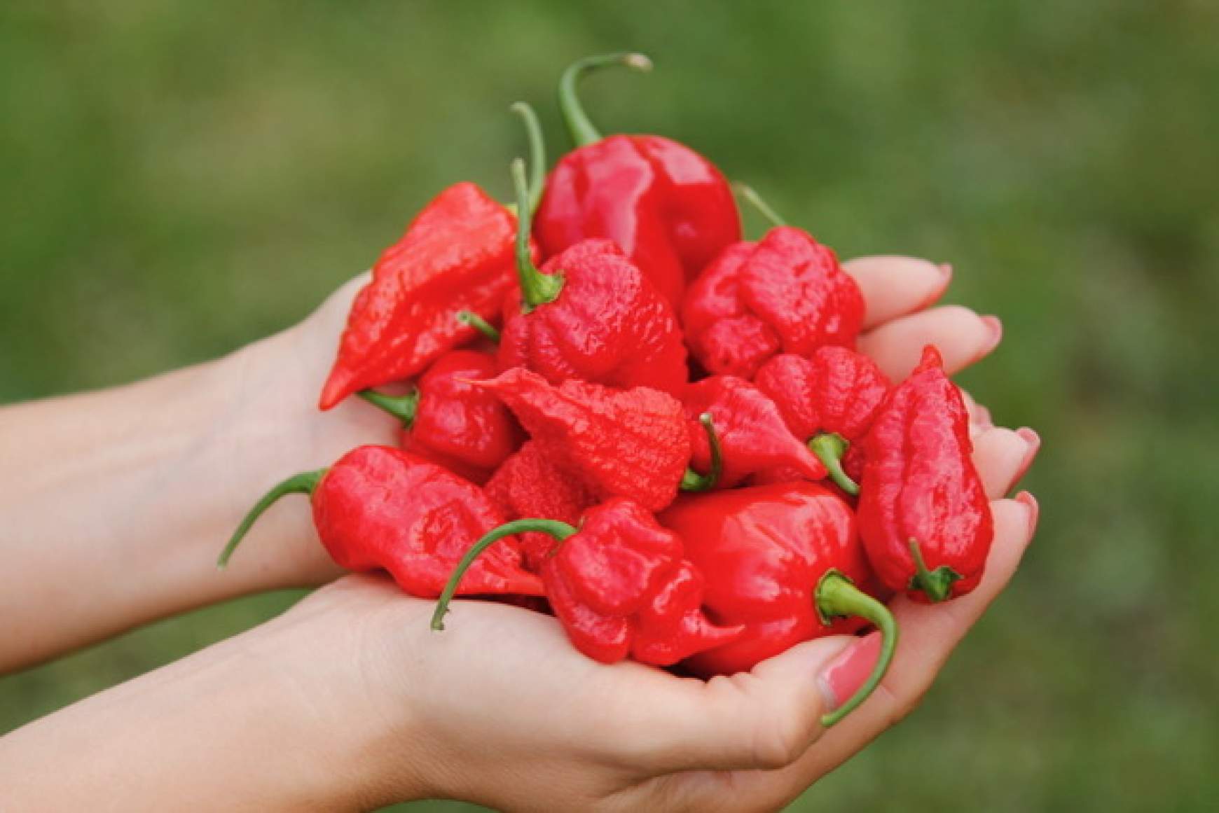 chili-4.jpeg