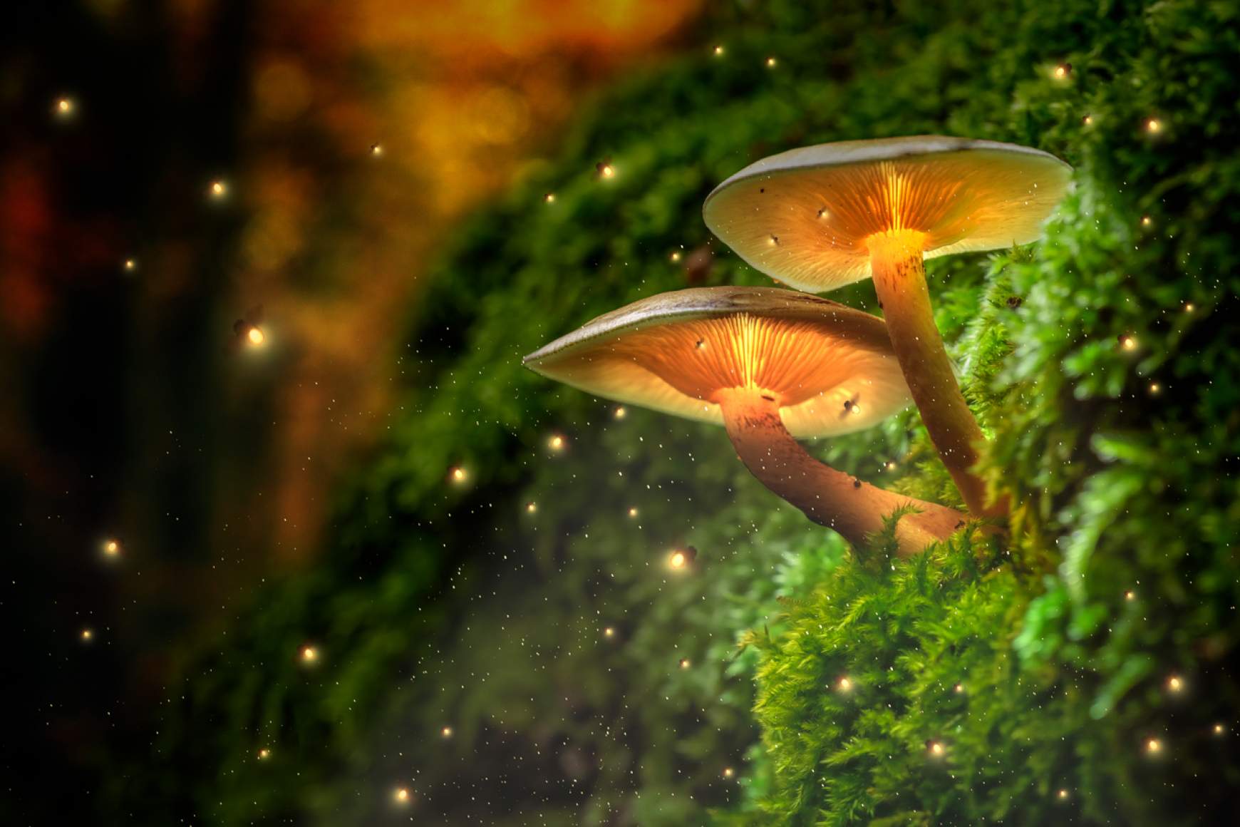 Global Fungi