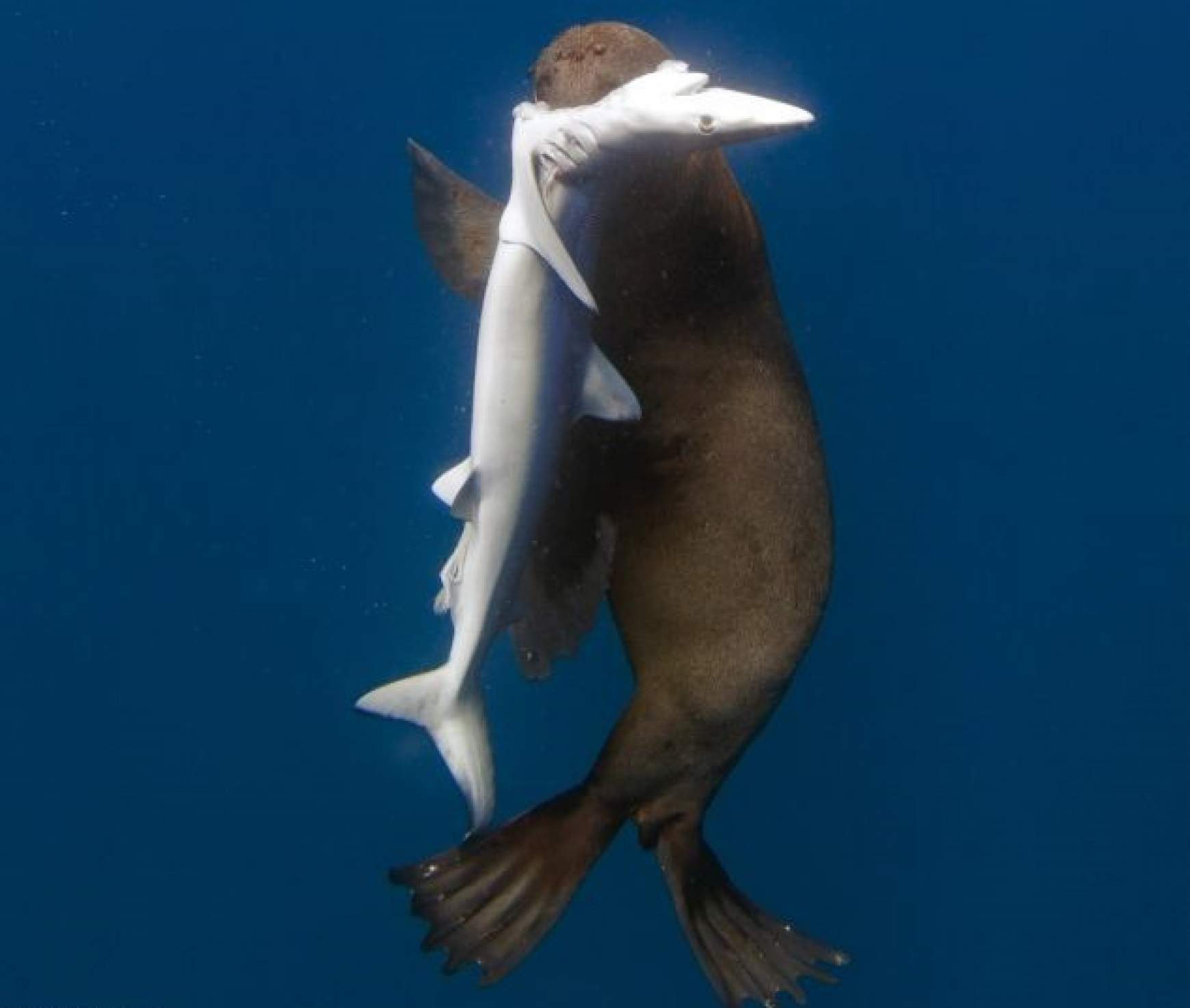 Fóka-cápa birkózás