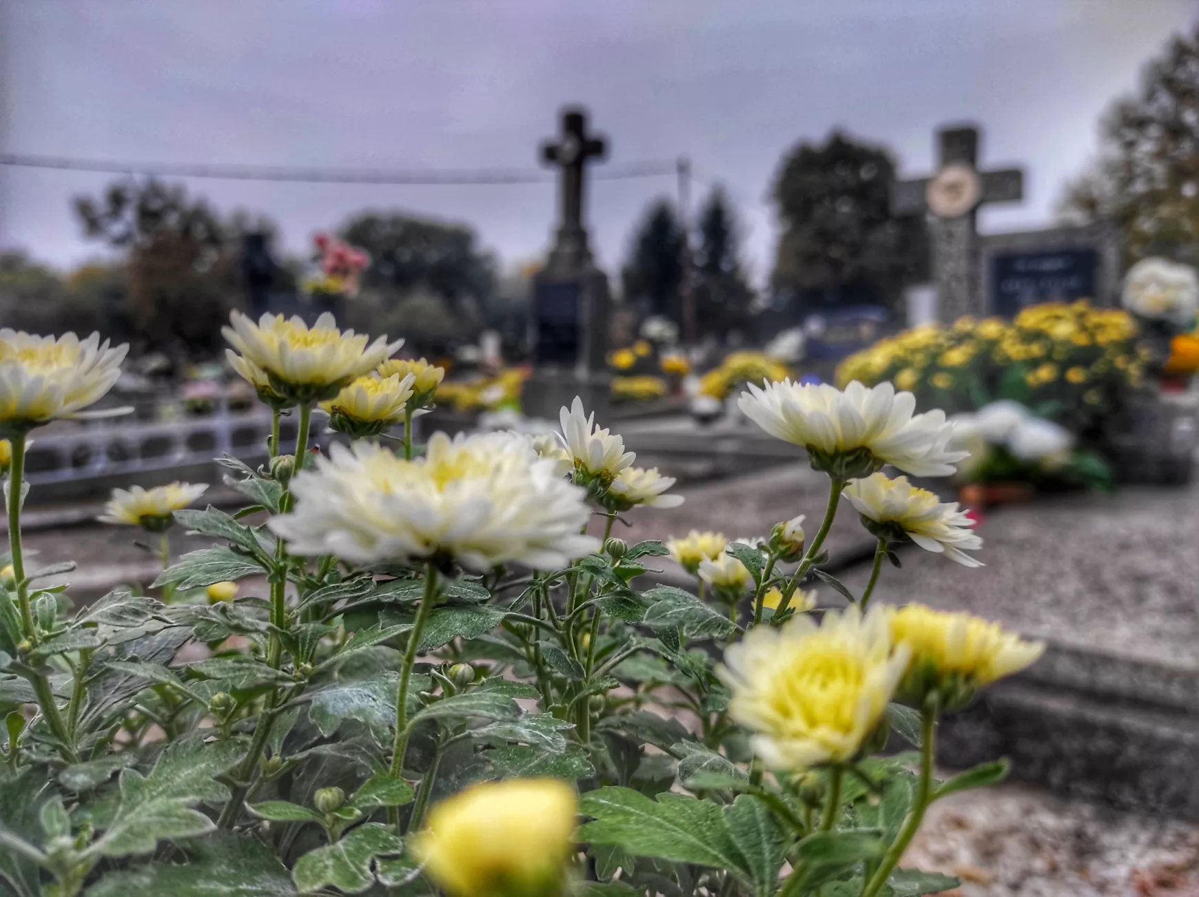temető virág