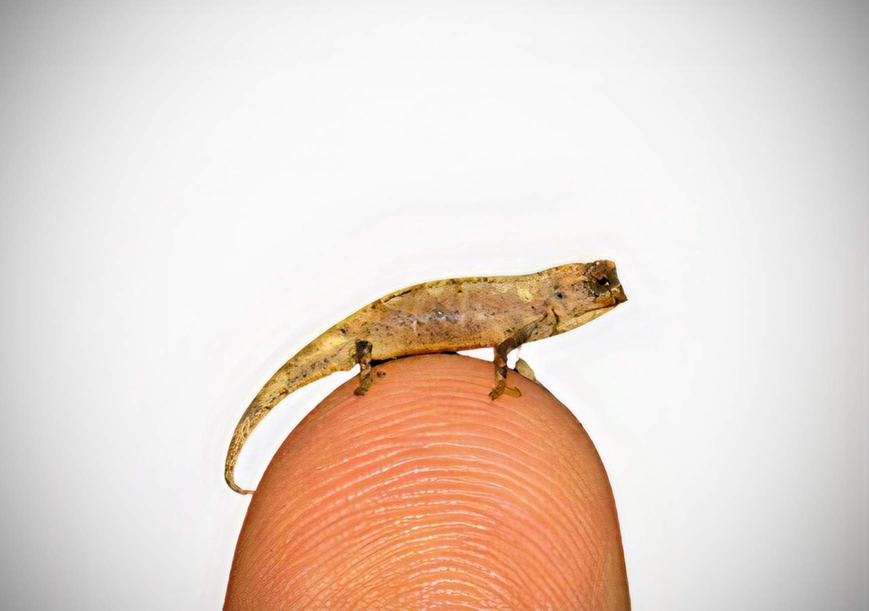 Brookesia nana