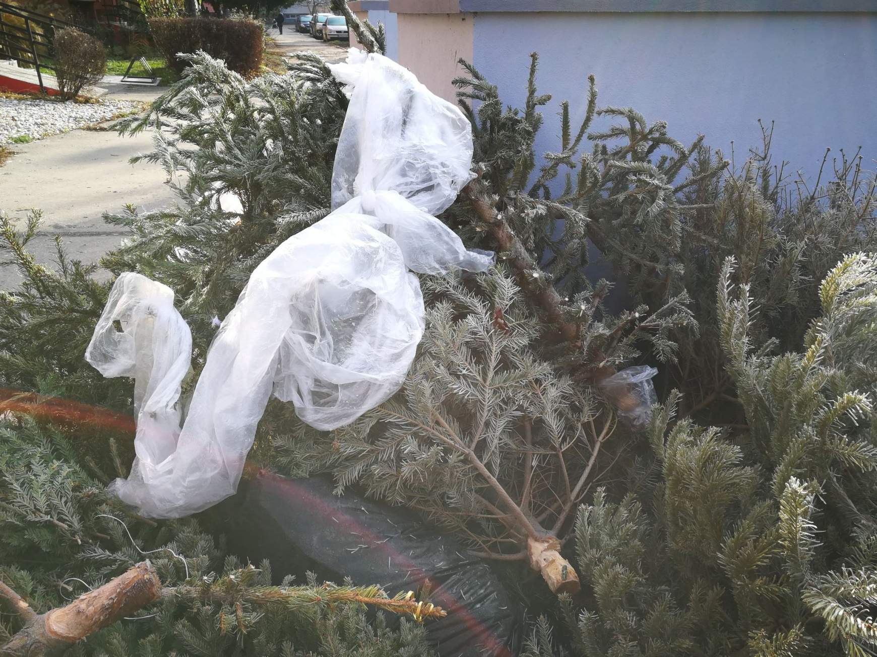 Már folyik a kidobott karácsonyfák elszállítása Komáromban