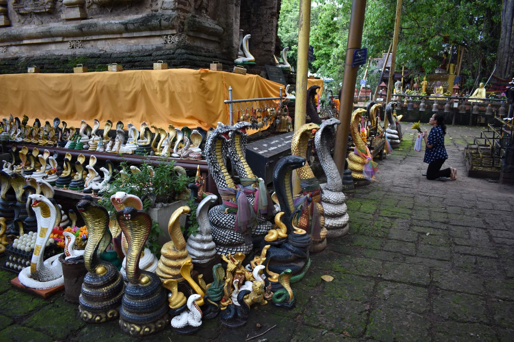 Wat Céd Jod körül számos kígyószobor látható, melyet a kígyó évében született zarándokok adományoztak a templomnak