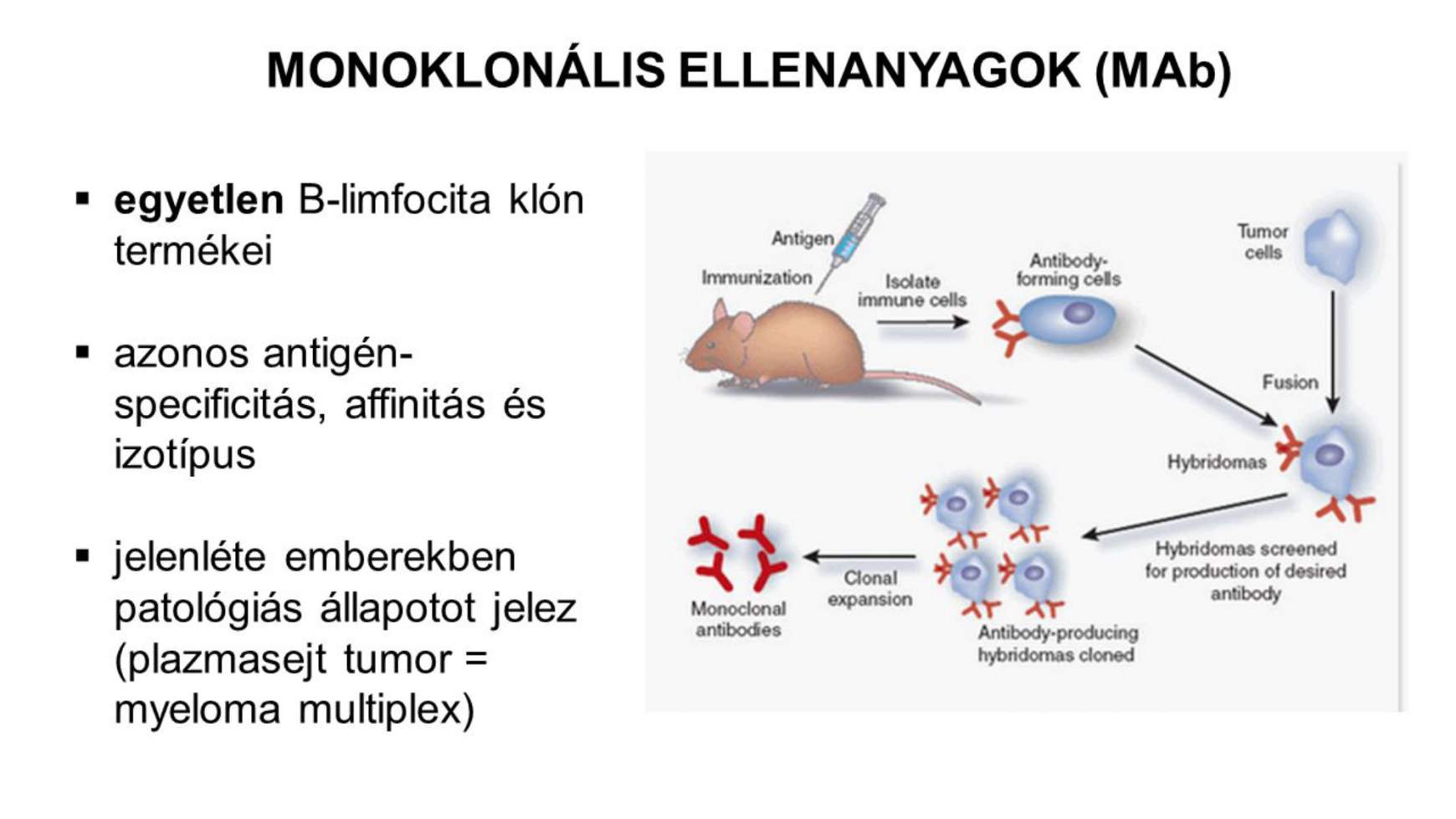 Hogyan hatnak a monoklonális ellenanyagok