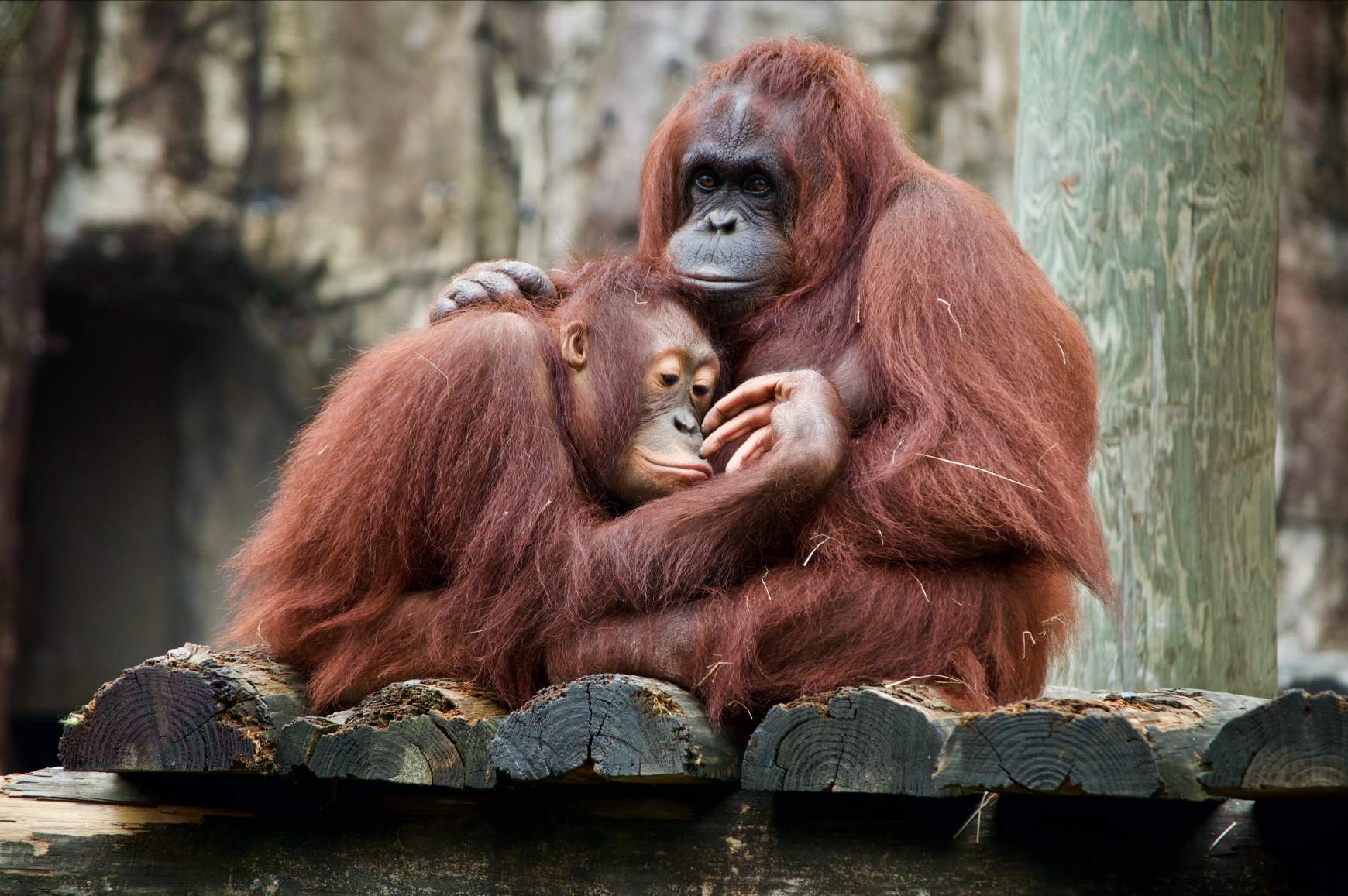 orangután