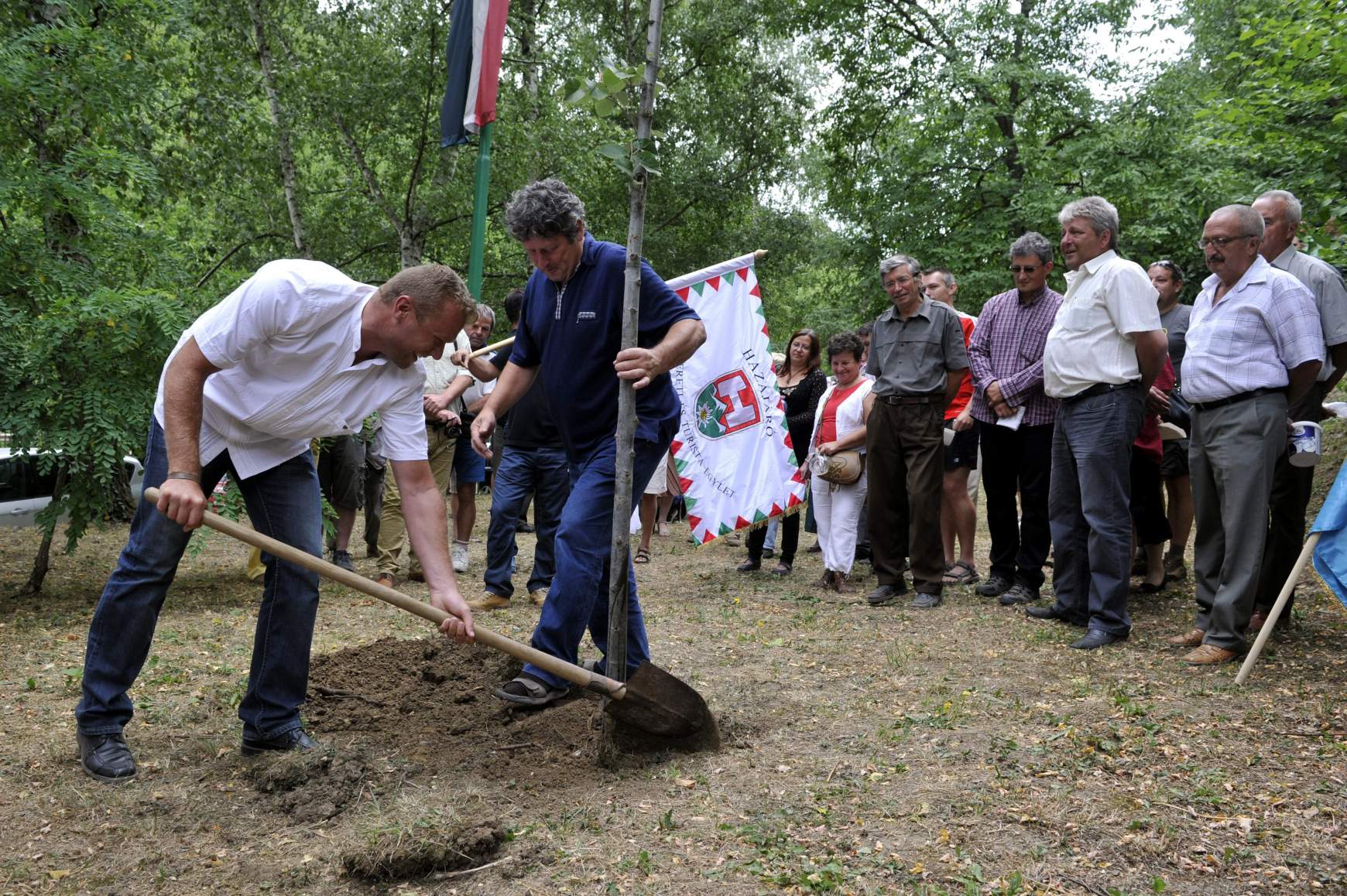 hársfa