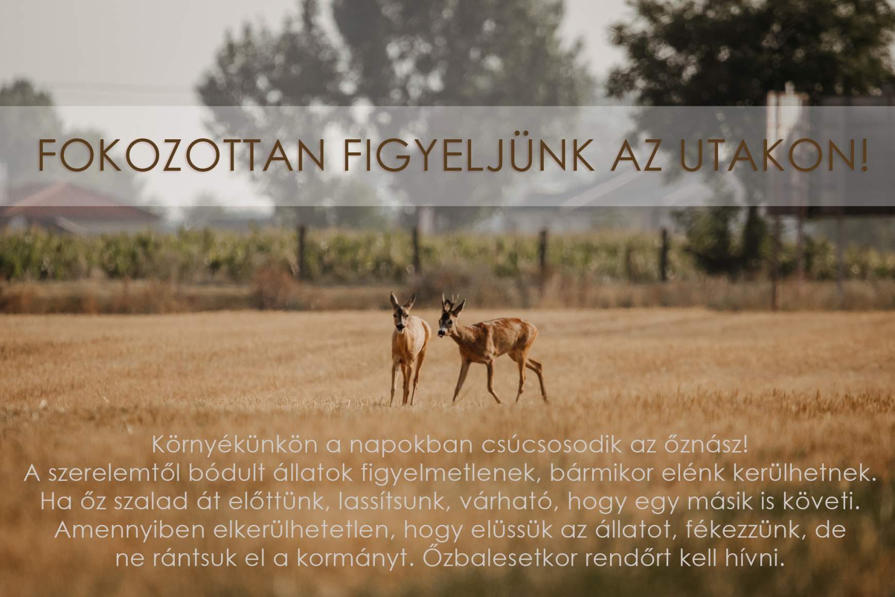 Többen felhívják a figyelmet az őzek párzására, a Bacu in the Wild oldalon olvashatjuk ezt a figyelmeztetést