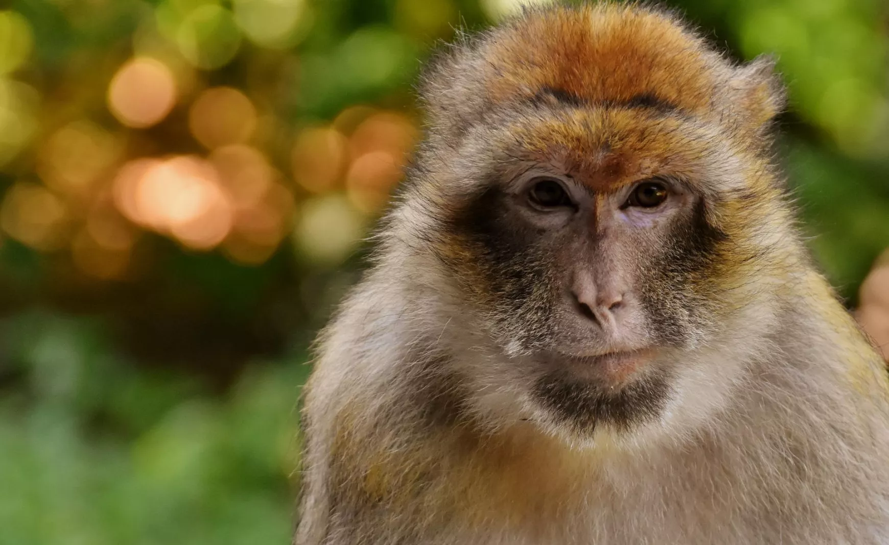 Makákó