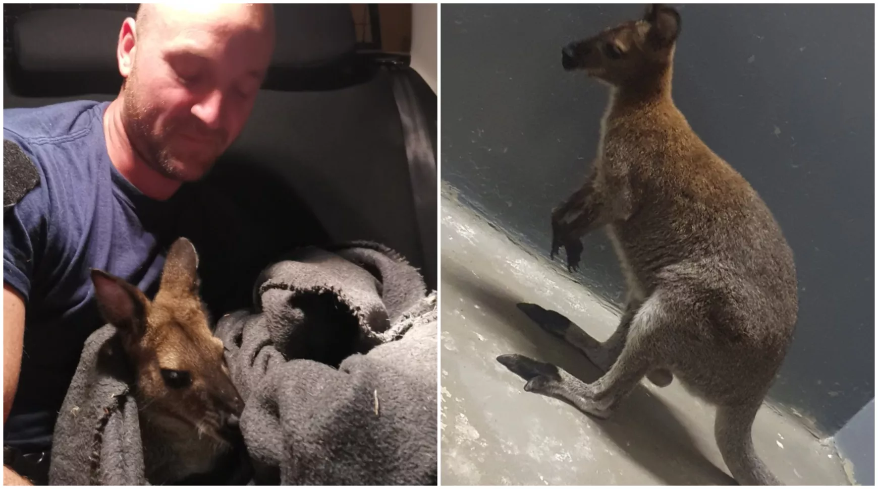 Nem tudni, honnan szökött meg