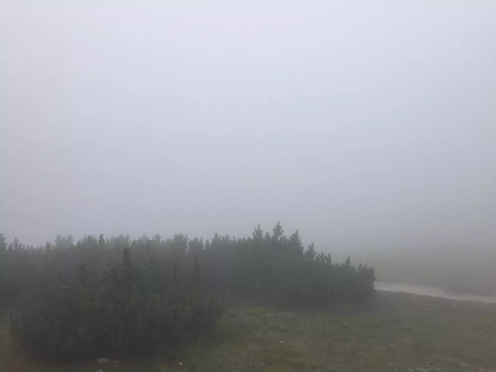 köd