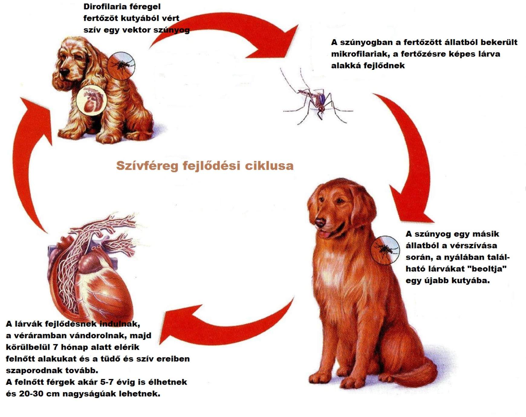 Veszélyes kór