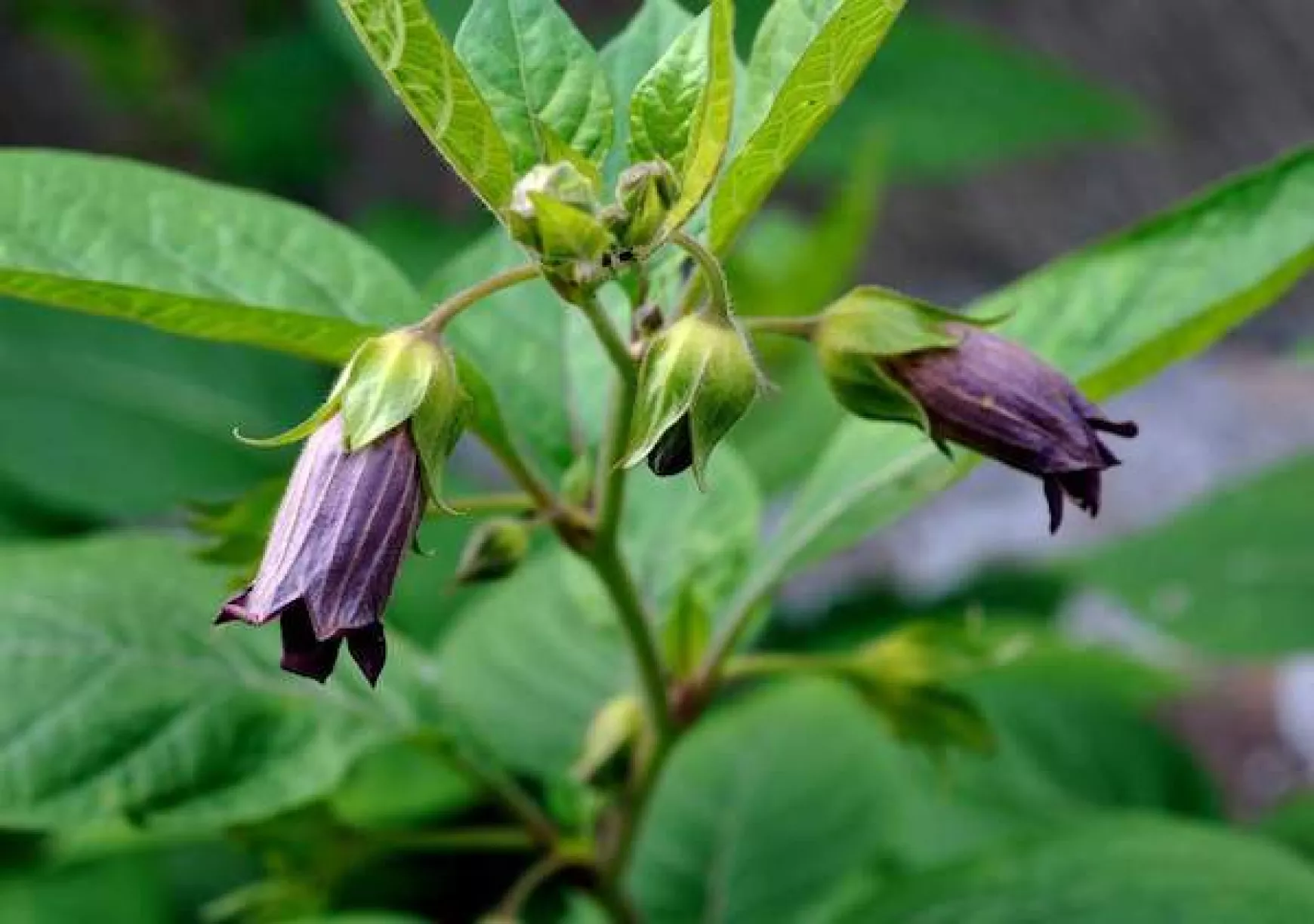 maszlagos nadragulya